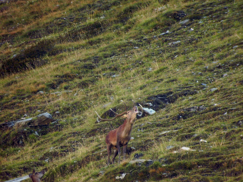 PASSIONE PER IL CERVO